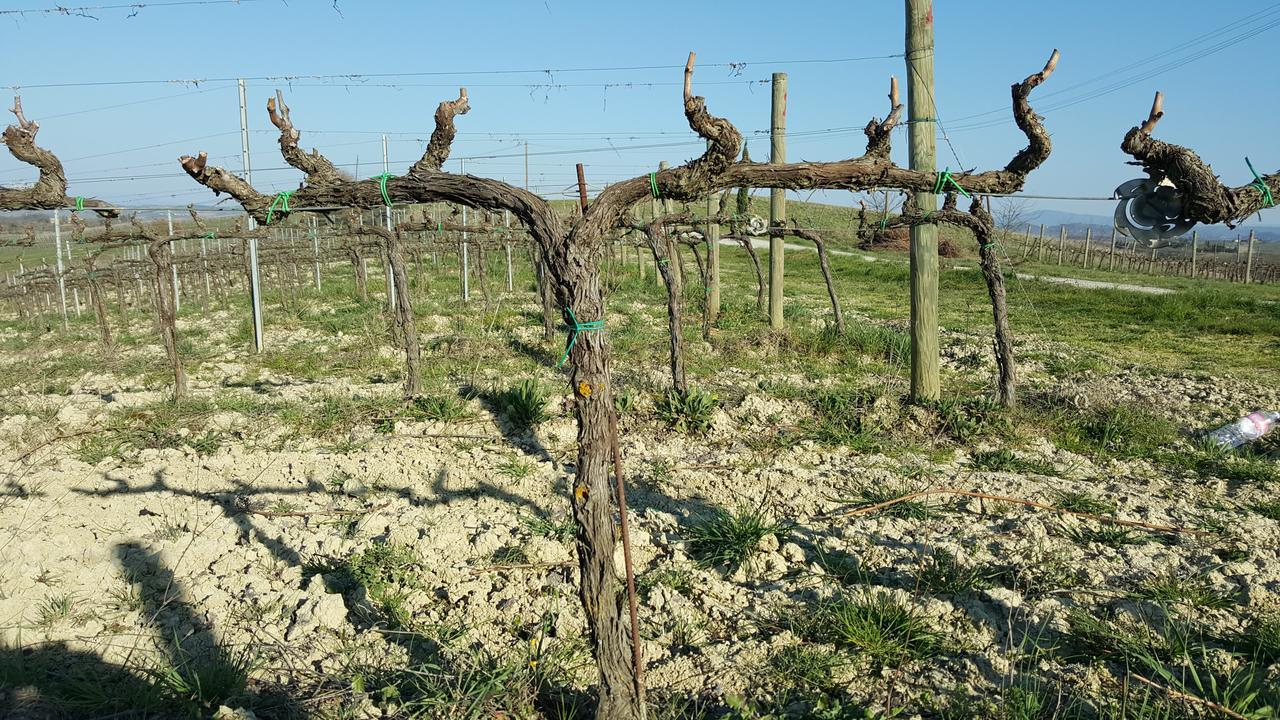 Agriturismo Podere Casa Al Vento Montepulciano Stazione المظهر الخارجي الصورة